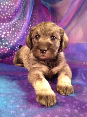 Female Salt and Pepper Standard Schnoodle Puppy for sale in Iowa (50446)